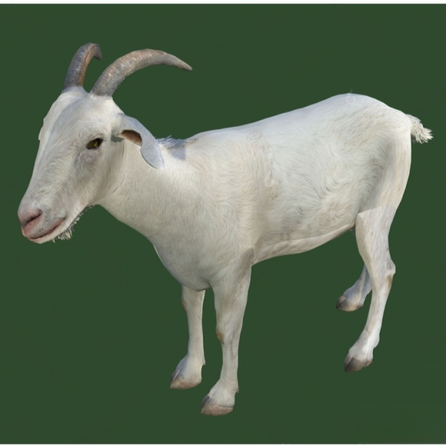羊3D模型